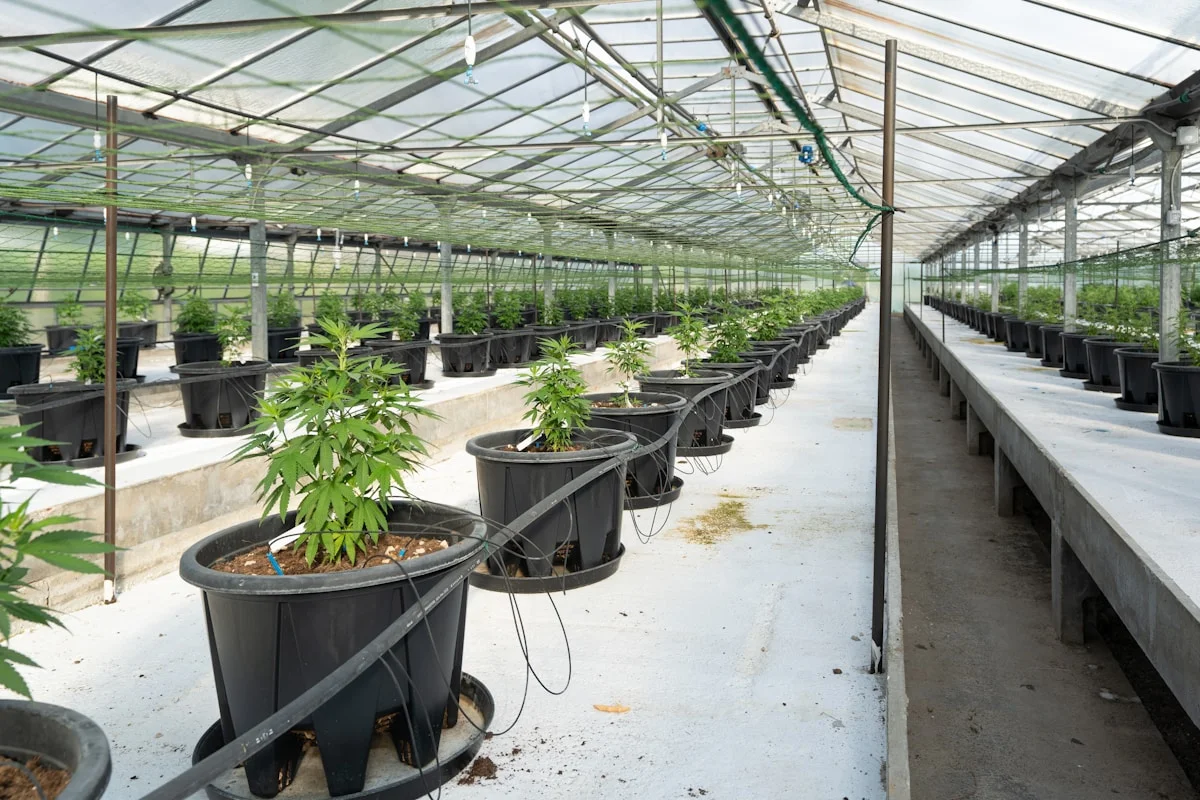 Cannabis cultivation facility representing cannabis and CBD industry link building by White Hat Works